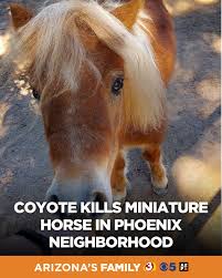 Miniature horse killed by coyotes in Arizona