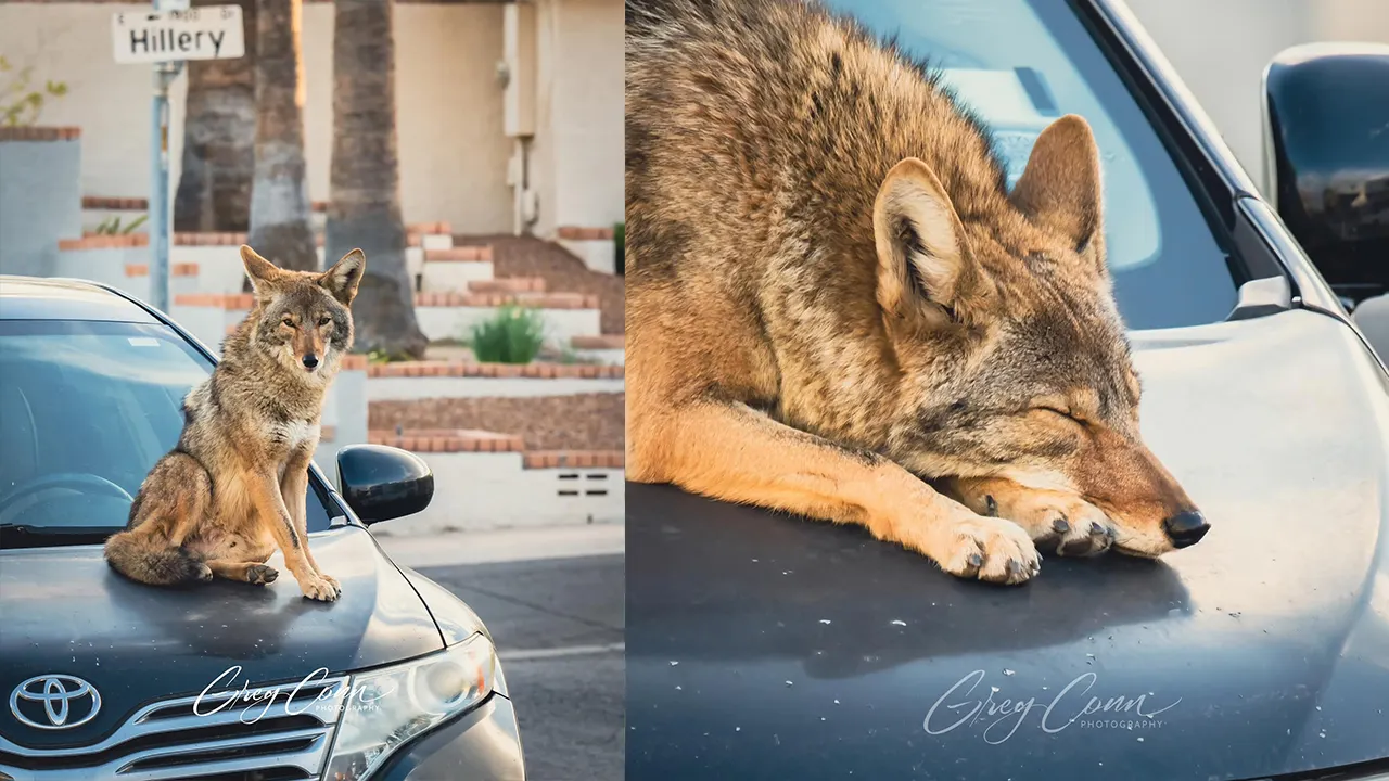 Coyote seen resting on a car in a Phoenix neighborhood